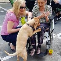 Elvis (Hund) steht aufrecht auf den Knien einer Seniorin im Rollstuhl